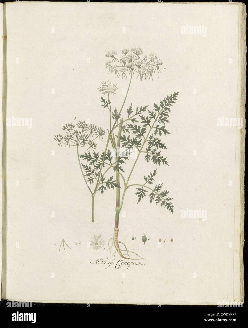 Aethusa cynapium - Pl0024 - FloraBatava-KB-v01. Stock Photo