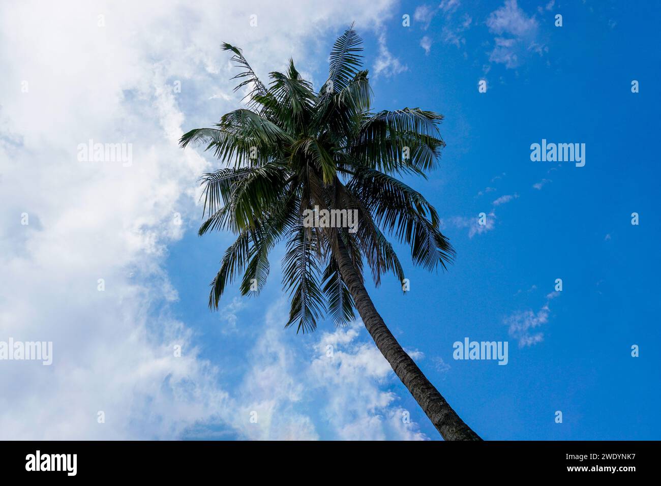 Coconut tree on blue sky background Stock Photo