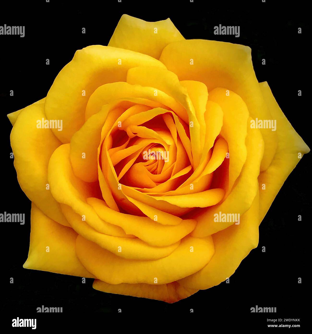 Amber rose hi-res stock photography and images - Alamy