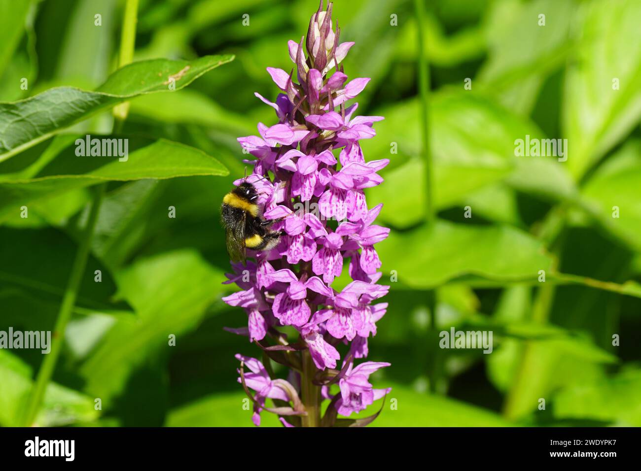 Flowers of a Dactylorhiza praetermissa variation junialis, southern marsh orchid or leopard marsh orchid. Bumblebee in the Bombus lucorum-complex. Stock Photo