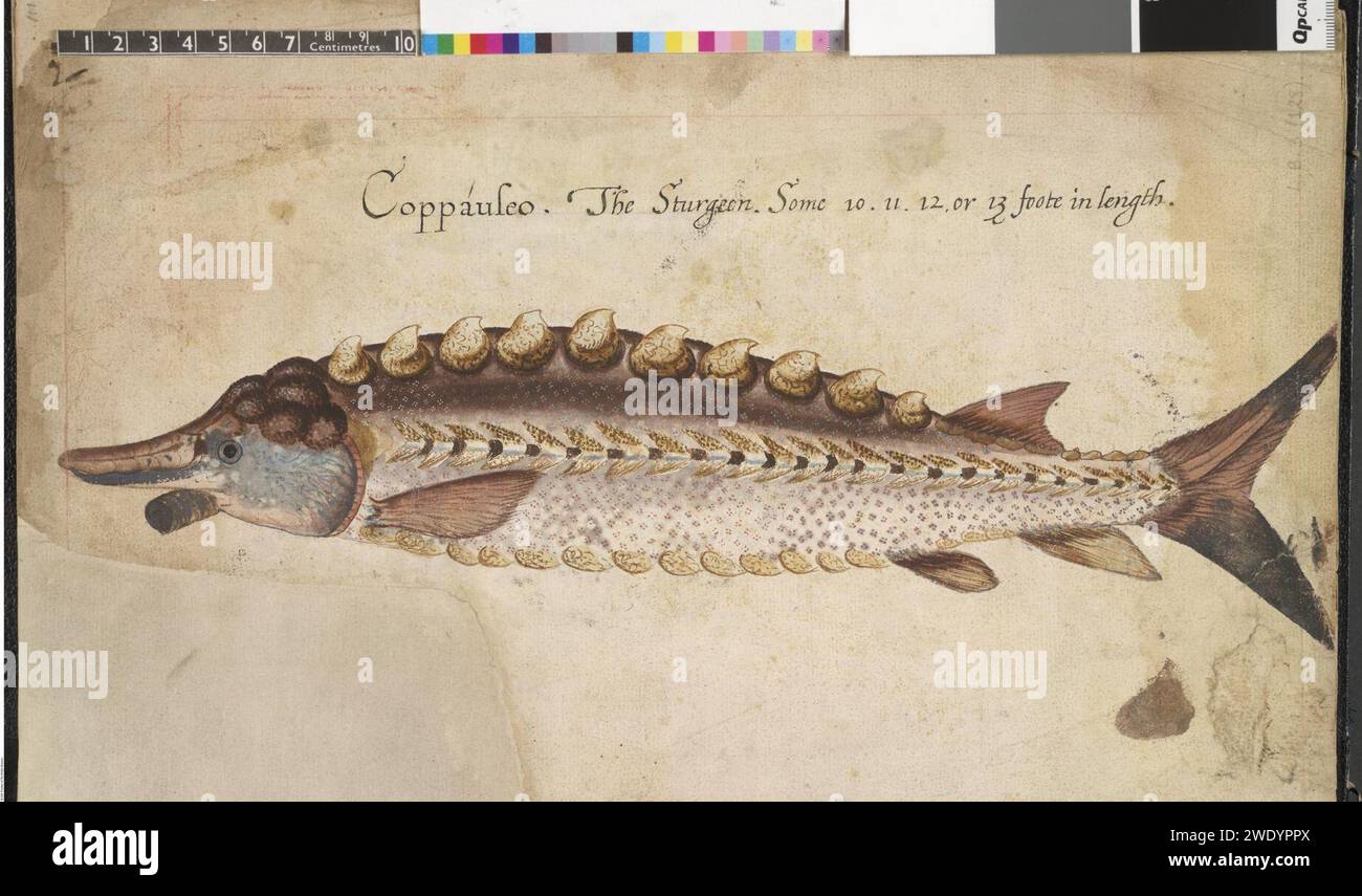 After John White - Sharp-nosed Sturgeon (Acipenser oxyrhynchus Mitchill ), leaf from a volume (now consisting of 113 leaves of drawings), associated with John White, Stock Photo
