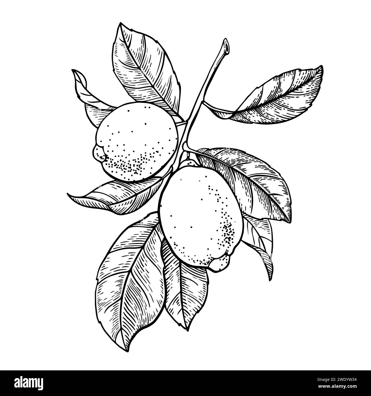 Lemon branch with leaves and fruits. Black and white contour drawing ...