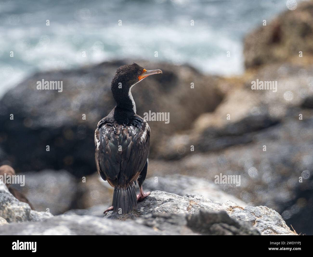 Chatham Islands Shag, Leucocarbo onslowi, an endemic cormorant to the Chathams New Zealand Stock Photo