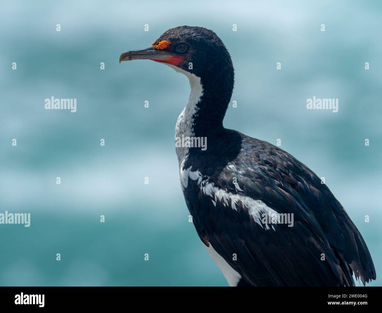 Chatham Islands Shag, Leucocarbo onslowi, an endemic cormorant to the Chathams New Zealand Stock Photo