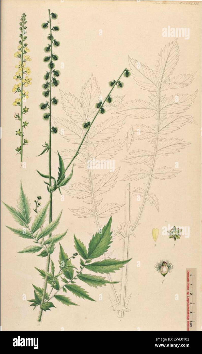 Agrimonia procera illustration. Stock Photo