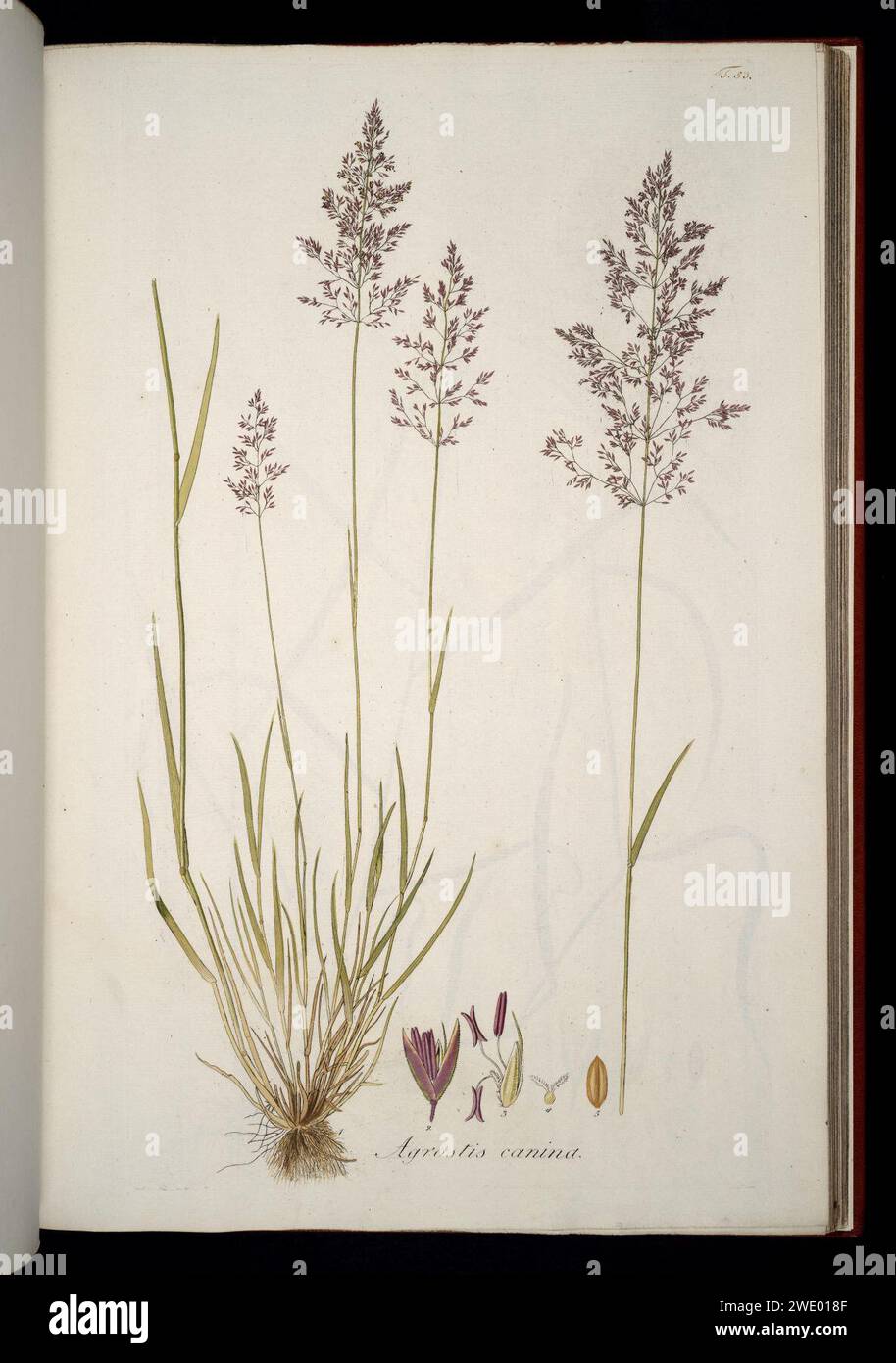 Agrostis canina illustration (01). Stock Photo