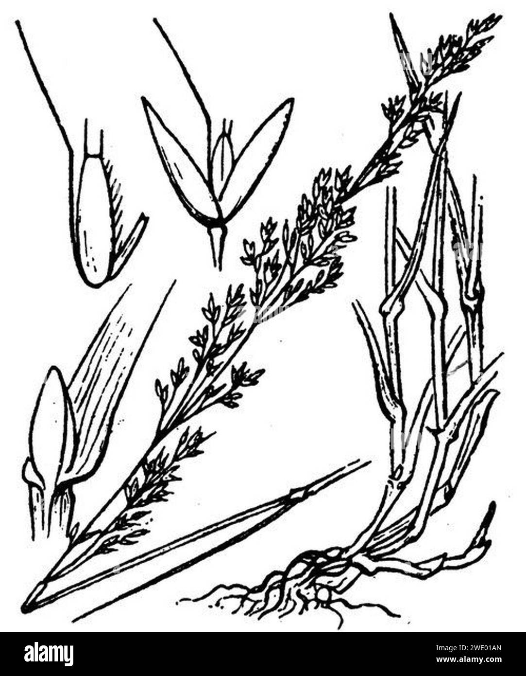 Agrostis castellana illustration (01). Stock Photo
