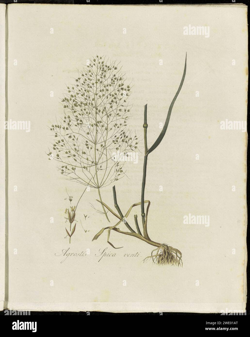 Agrostis Spica venti (modern=Apera spica-venti) - Pl0151 - FloraBatava-KB-v02. Stock Photo