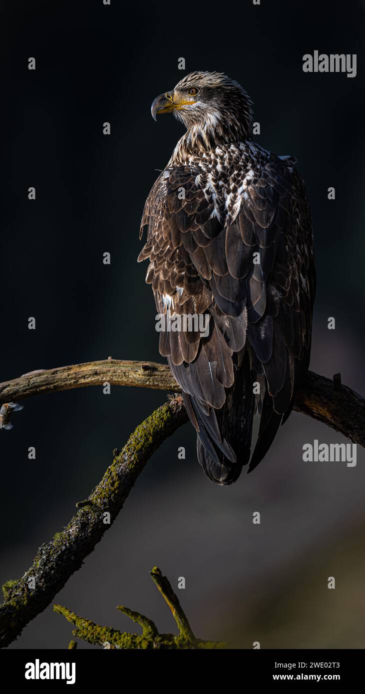 Young Bald Eagle (Haliaeetus leucocephalus) Perching on a Tree Branch Stock Photo