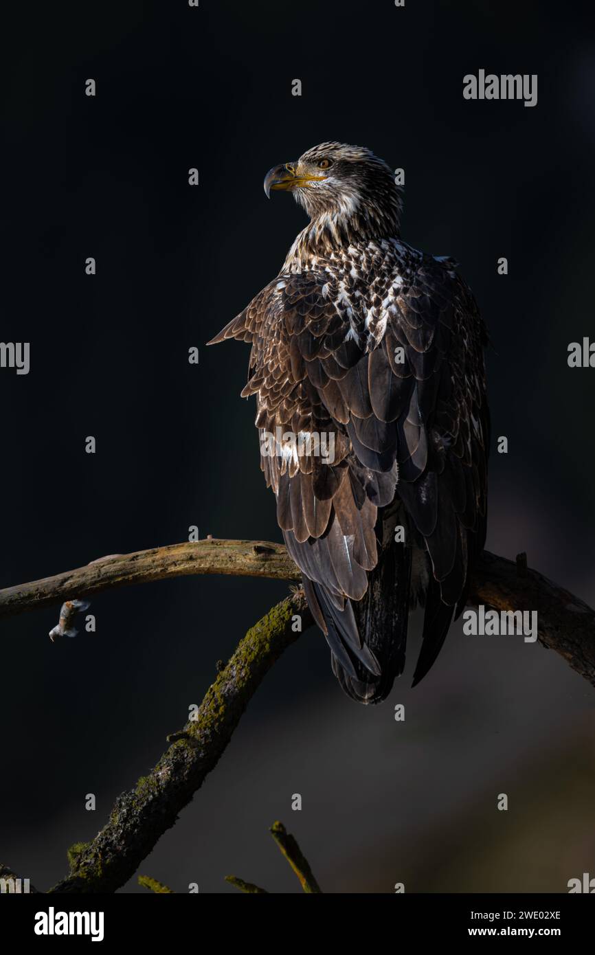 Young Bald Eagle (Haliaeetus leucocephalus) Perching on a Tree Branch Stock Photo