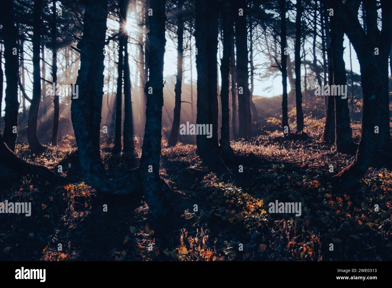 Trees thru the fog hi-res stock photography and images - Alamy