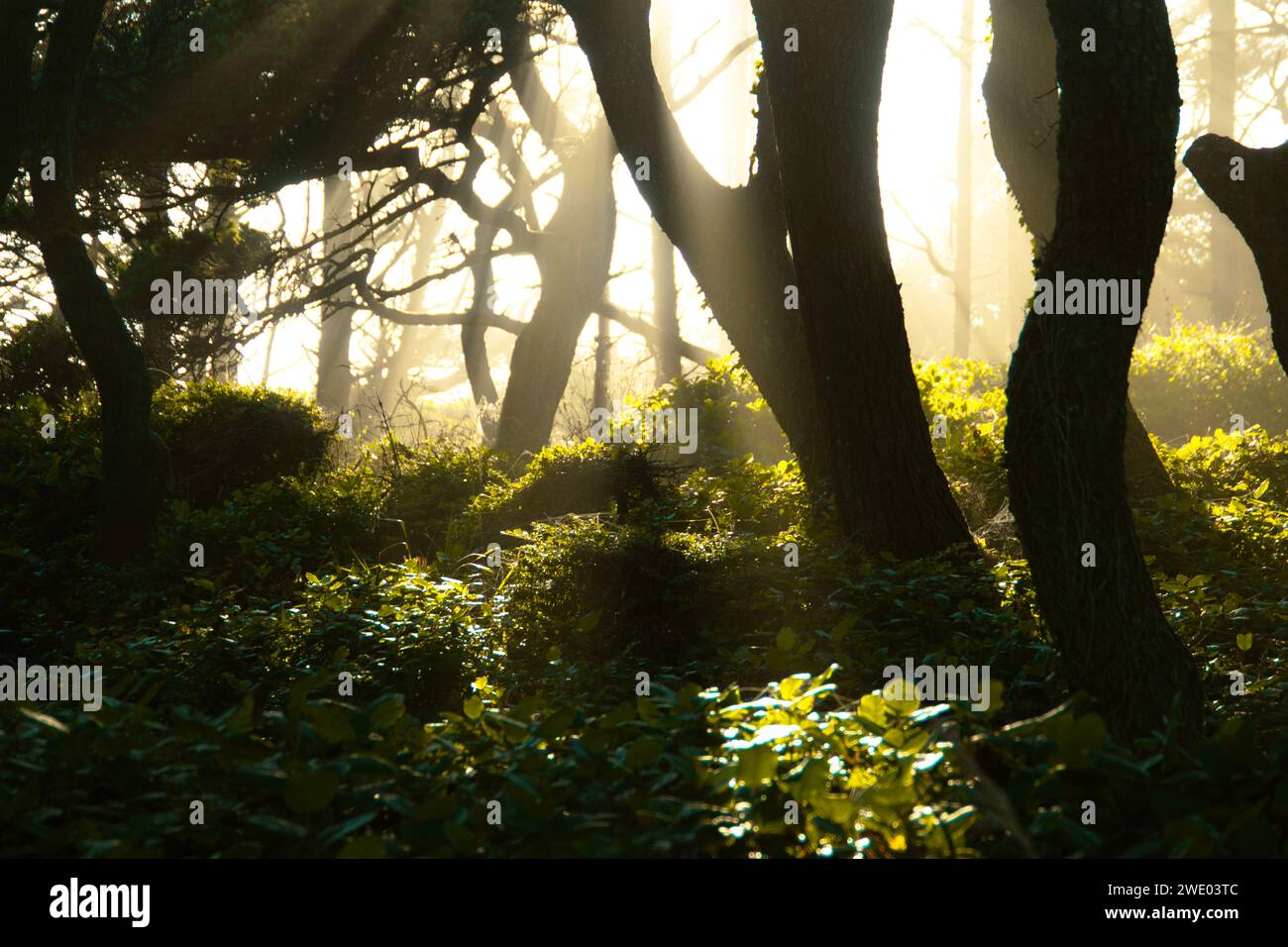 The afternoon sun, shining thru the trees in Oregon. Stock Photo