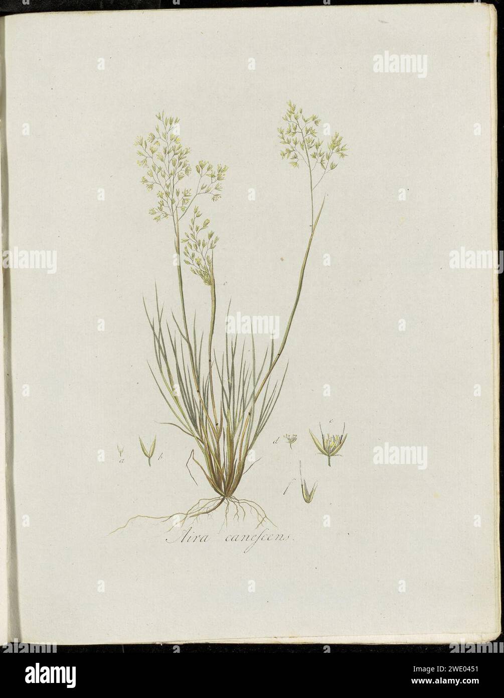 Aira canescens (modern=Corynephorus canescens) - Pl0171 - FloraBatava-KB-v03. Stock Photo