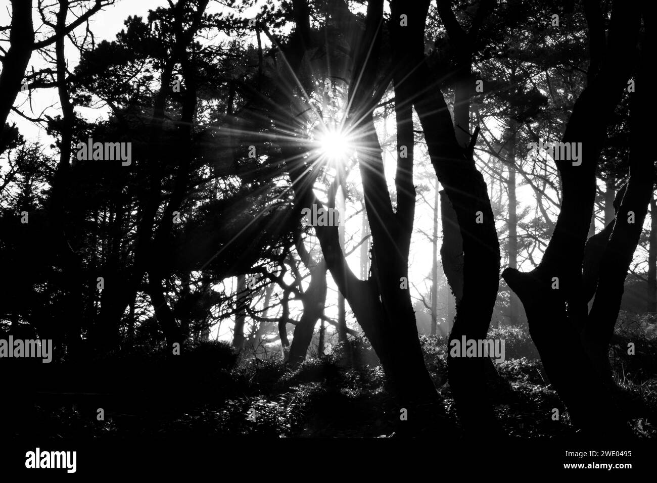 Sun shining in woods Black and White Stock Photos & Images - Alamy