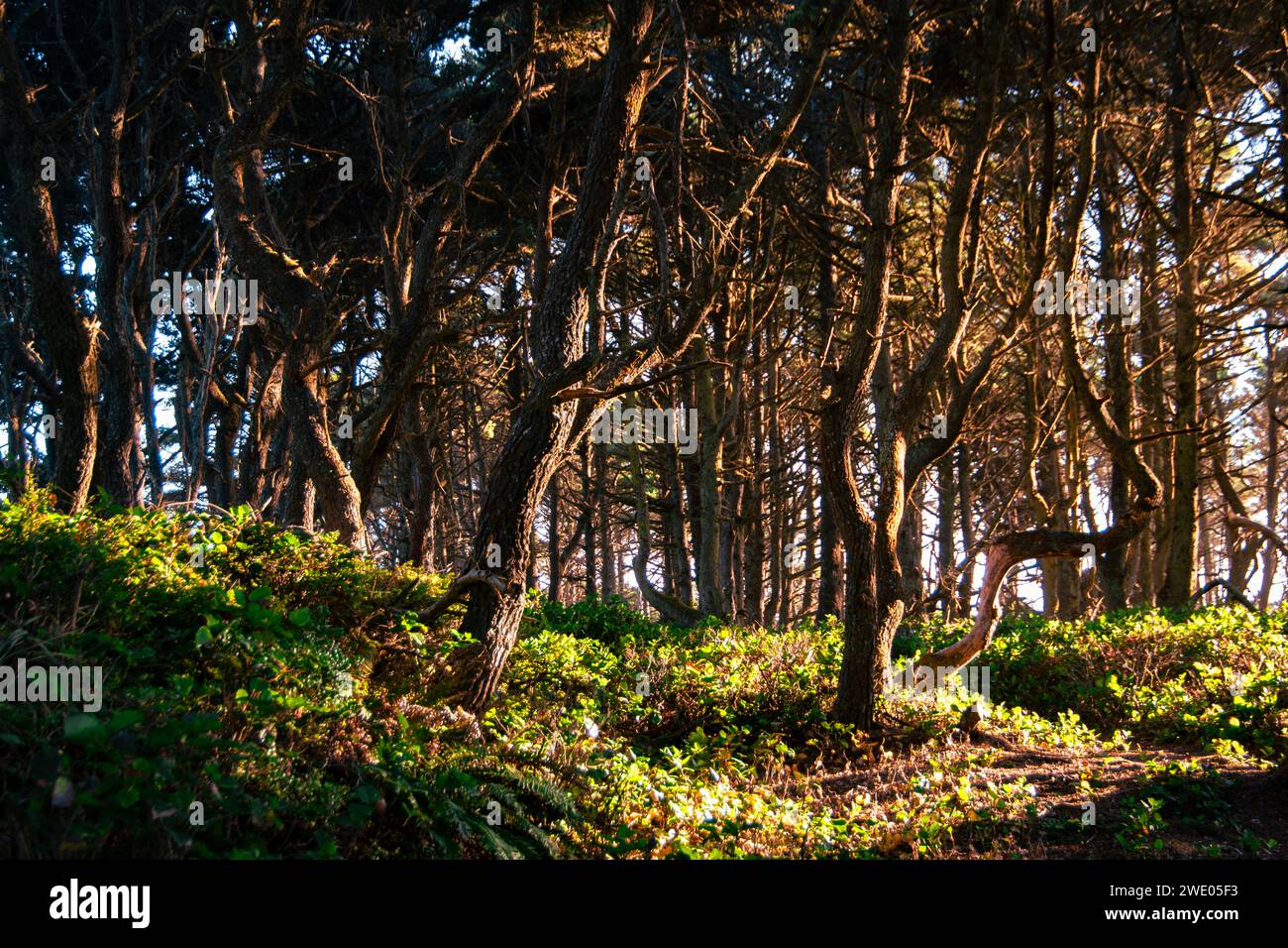 Sunlight thru the trees hi-res stock photography and images - Alamy