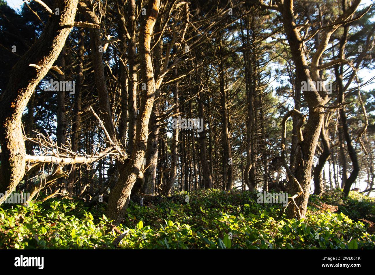Sunlight thru the trees hi-res stock photography and images - Alamy
