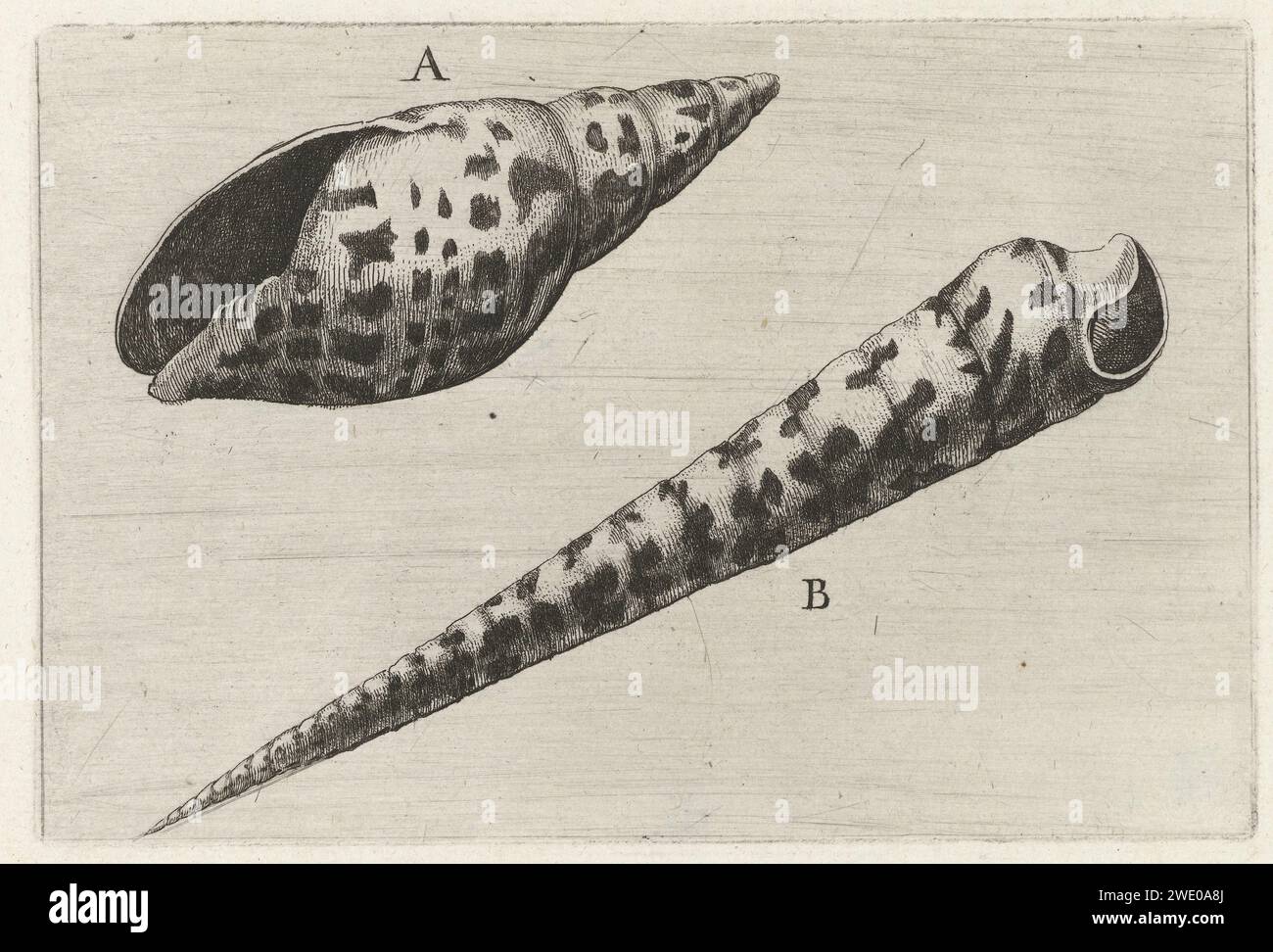Schelpen, Mitra Cardinal (a) en terebra subulata (b), Wenceslaus Hollar, 1644 - 1652 print  Antwerp paper etching molluscs (+ shell, snail-shell etc.) Stock Photo
