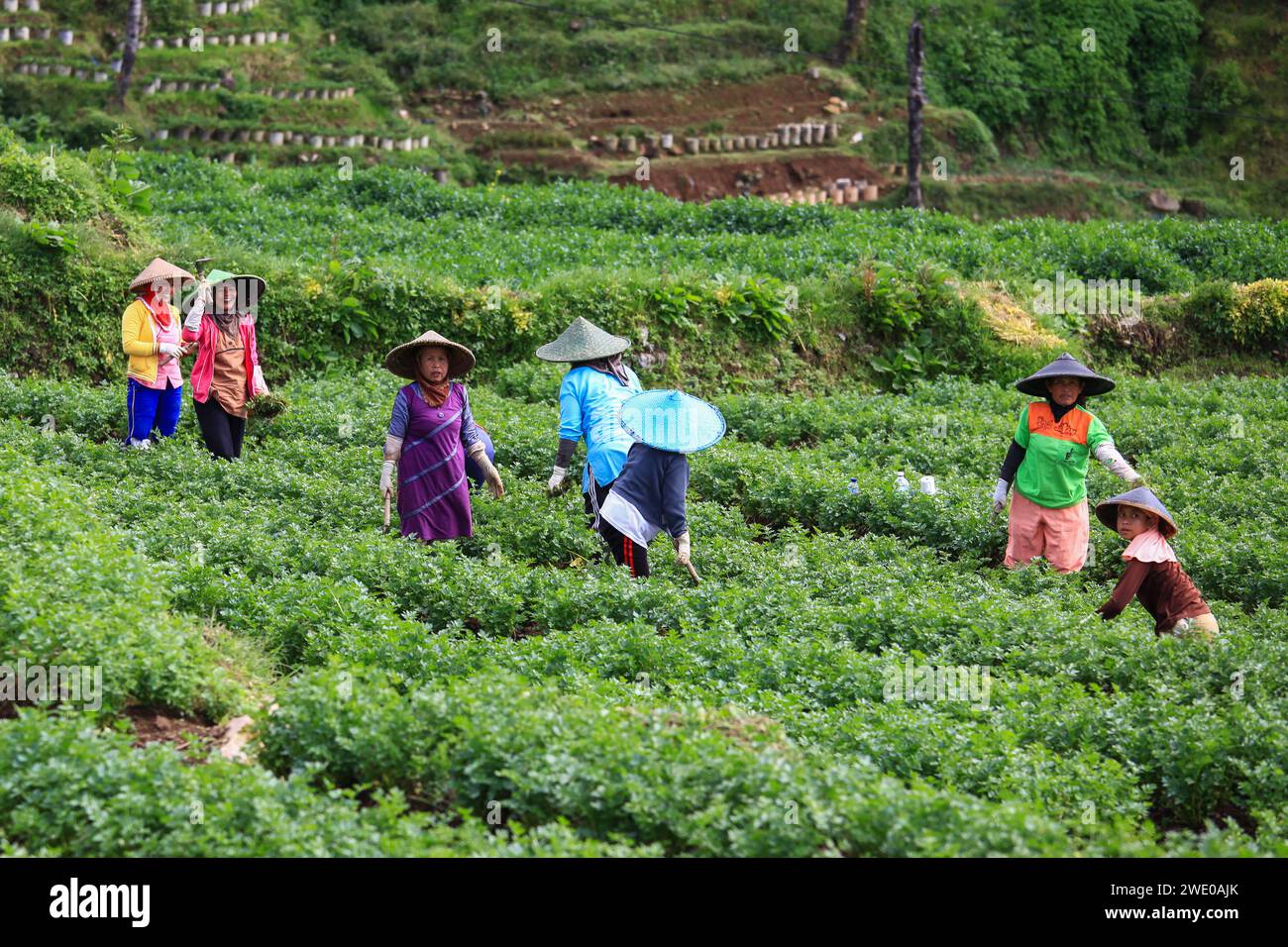 Java Indonesia Farm Bandung farming hi-res stock photography and images - Alamy