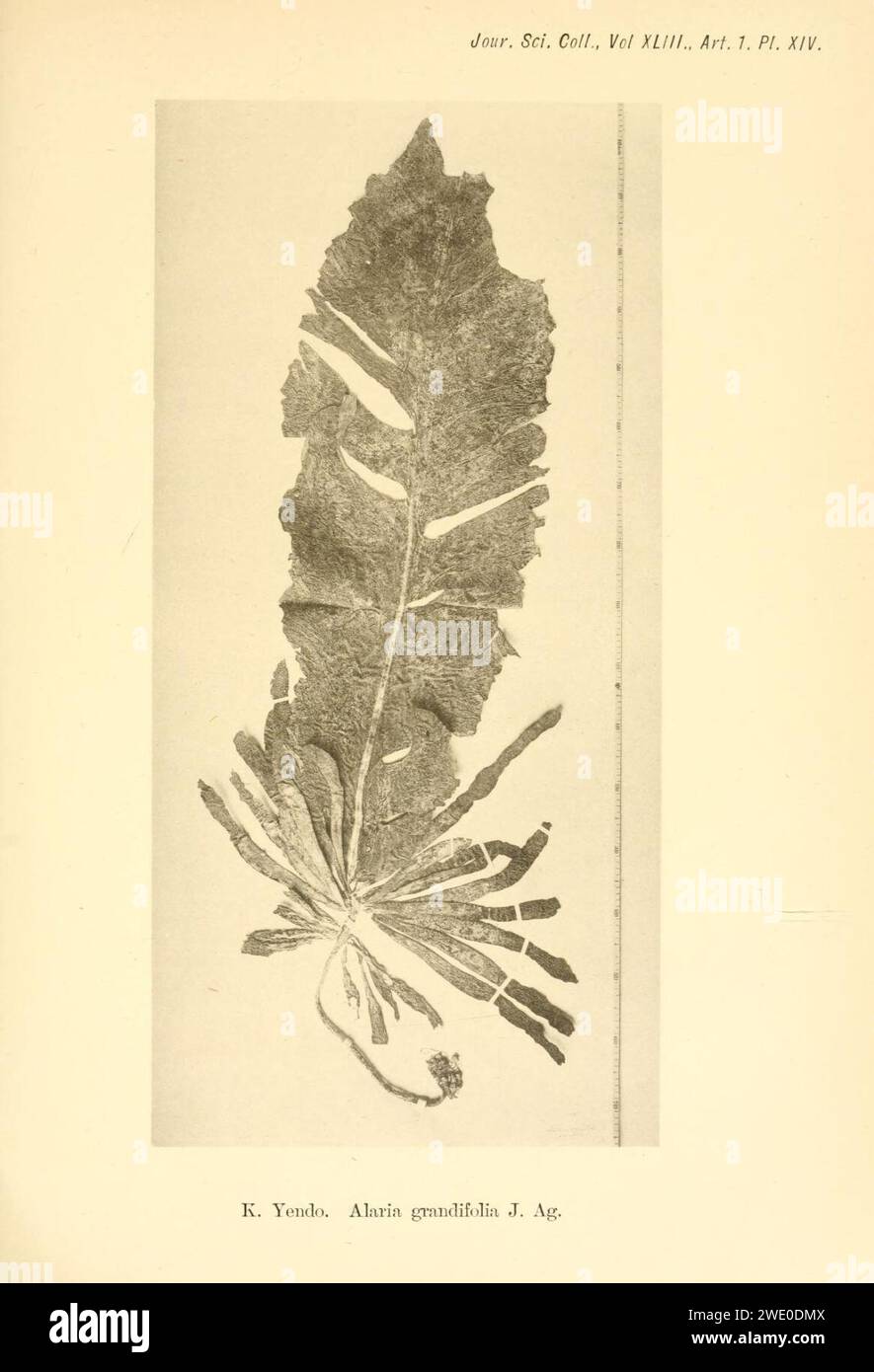 Alaria grandifolia (Alaria esculenta) in Yendo 1919, plate 14. Stock Photo