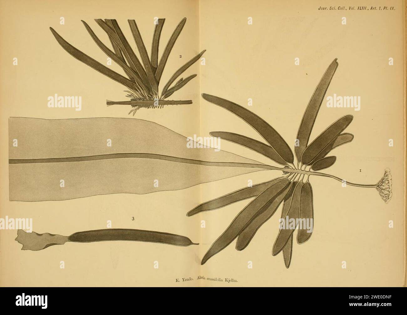 Alaria crassifolia in Yendo 1919, plate 9. Stock Photo