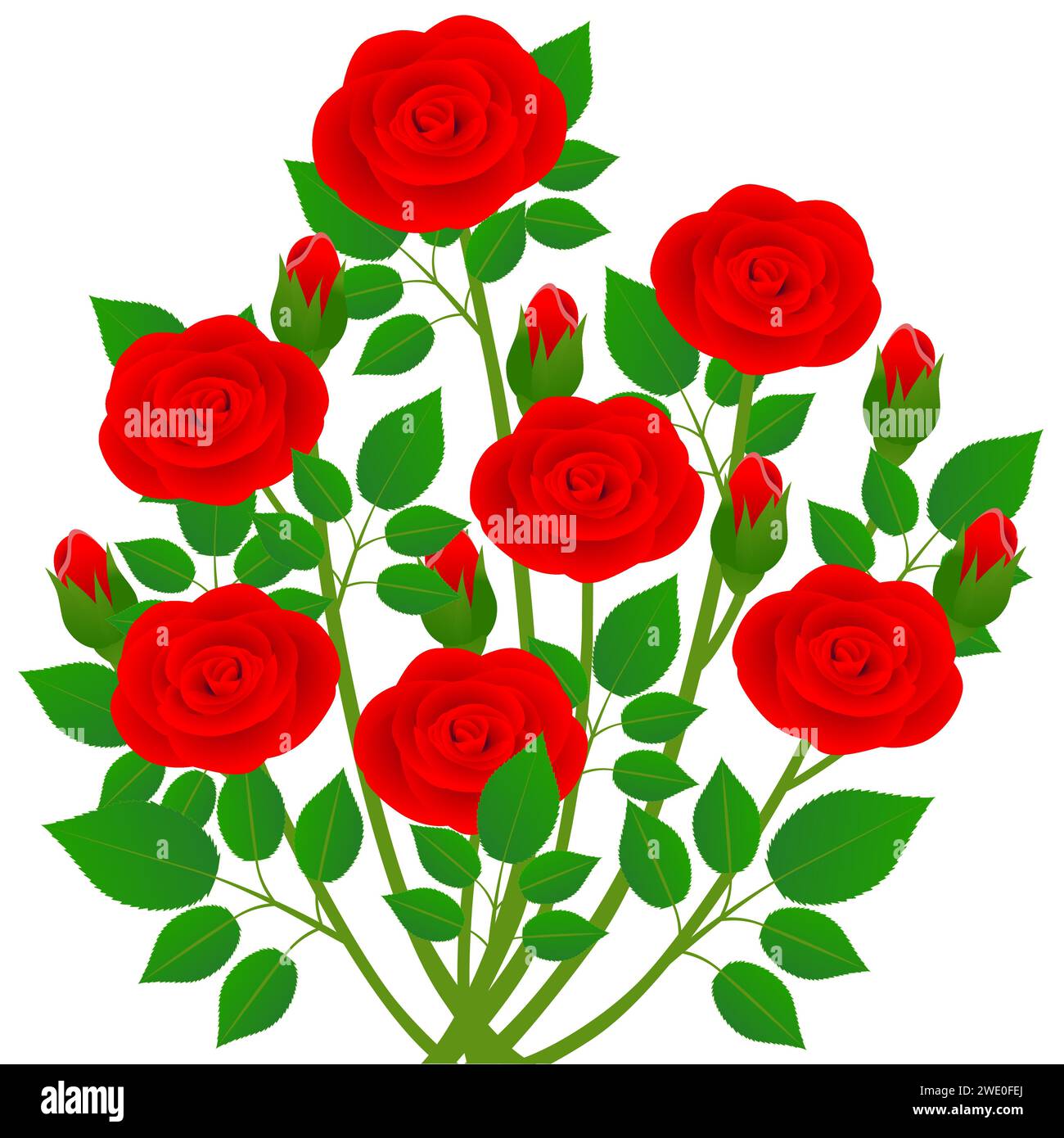 Bouquet of red roses with green leaves on a white background Stock ...