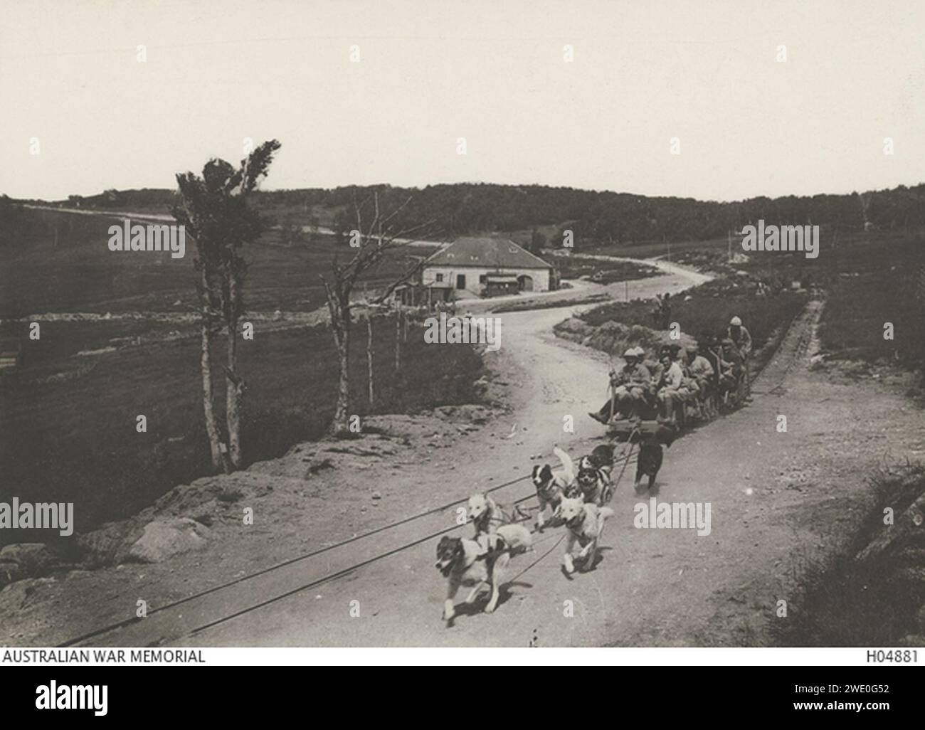 Alaskan dogs being used to draw supply trucks on a narrow gauge rail ...