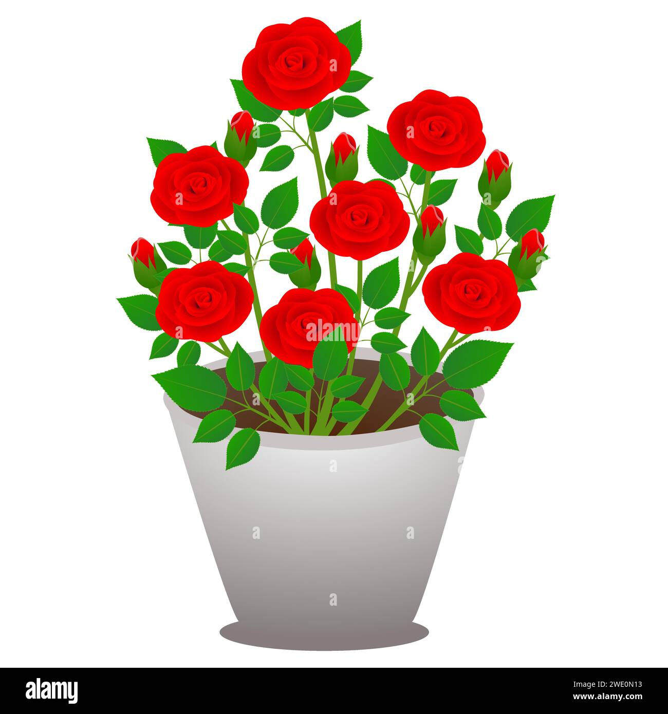 Indoor red roses in a pot on a white background. Stock Vector
