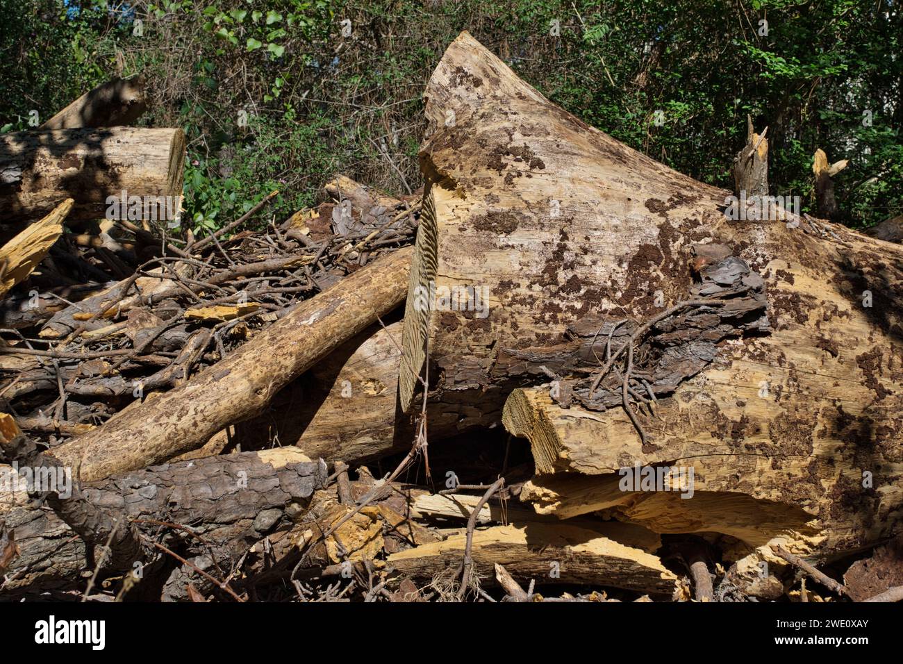 Cypress trees cut down in a forest leaving a large pile of debris. Logging industry and tree removal conceptual image. Stock Photo