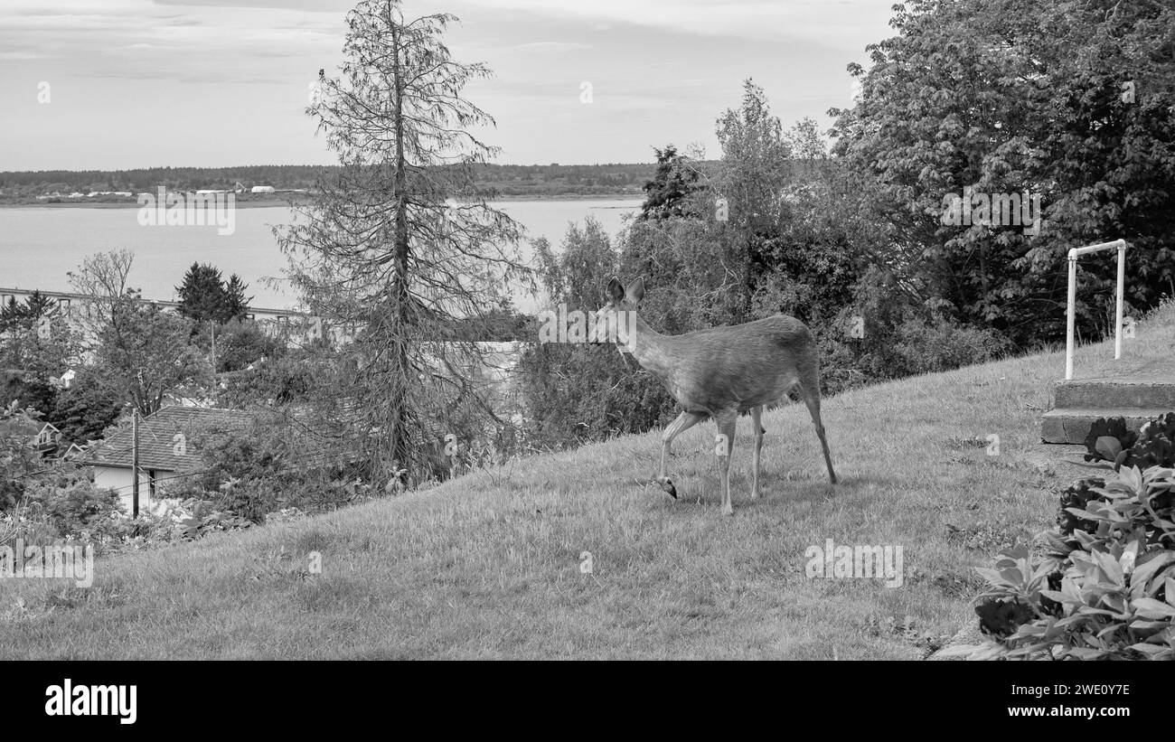 image of deer fallow outdoor. deer fallow in the street. deer fallow ...