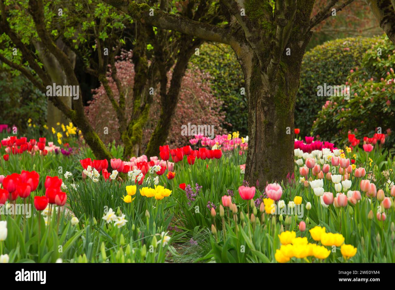 Tulip field, Holland America Bulb Farm, Woodland, Washington Stock Photo Alamy