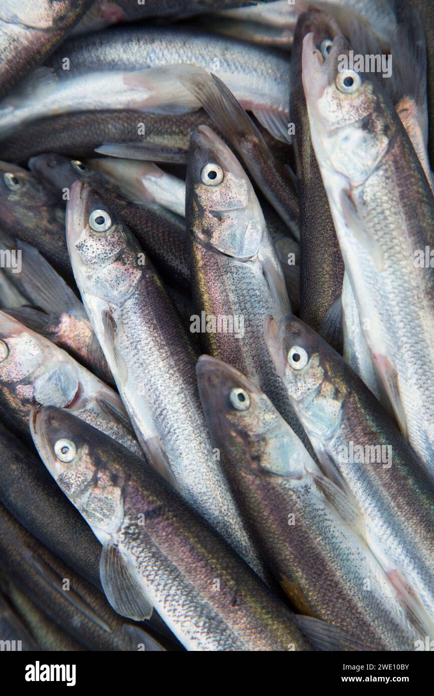 Smelt on cowlitz river hi-res stock photography and images - Alamy