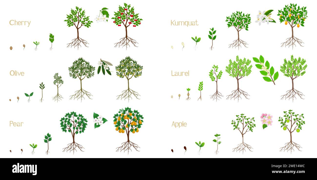 Set of growth cycles of fruit trees with roots on a white background