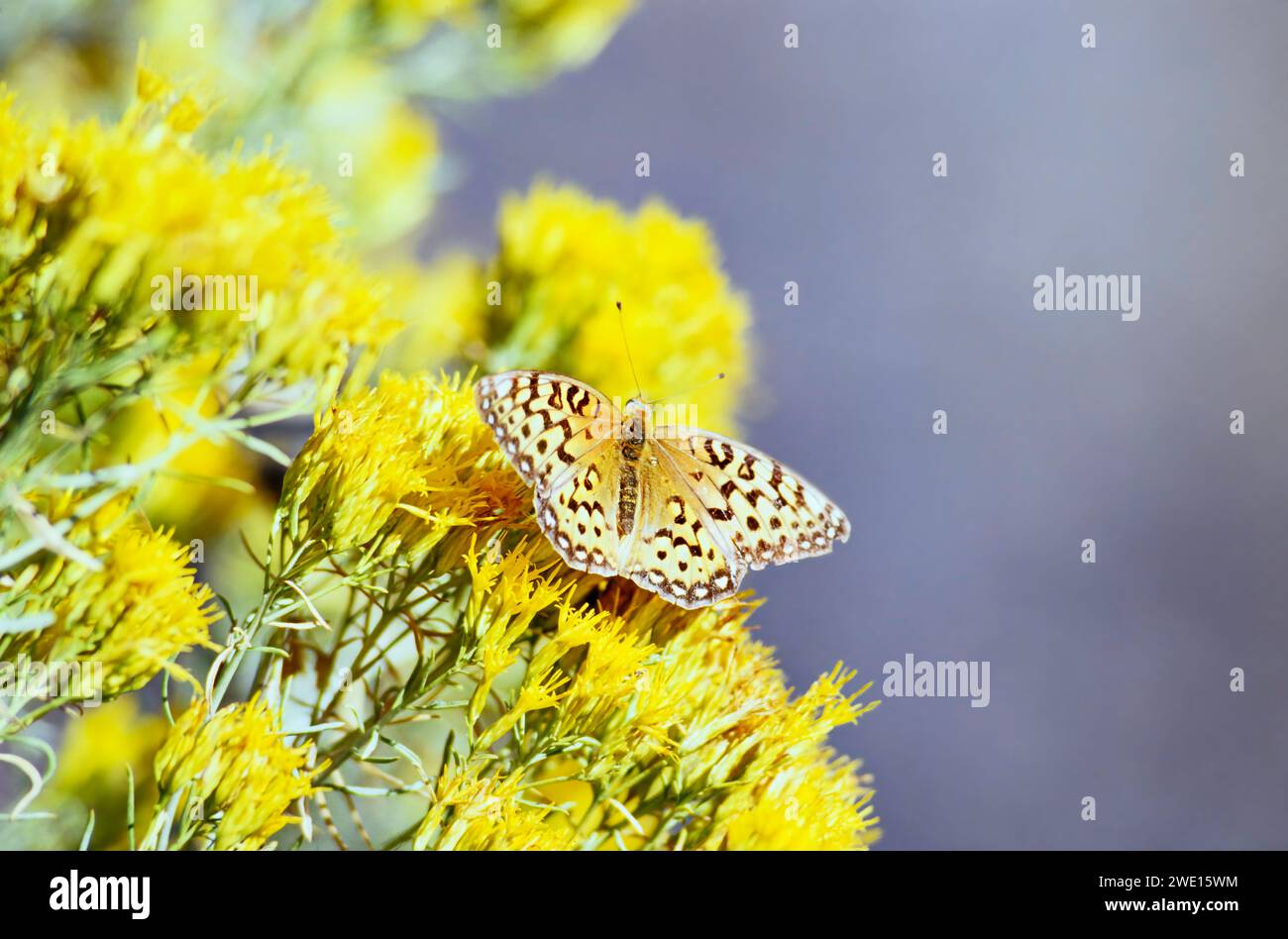 A northwestern fritillary butterfly on a rabbit brush bloom on Steens Mountain in Oregon. Stock Photo