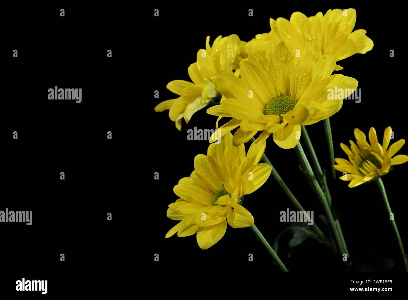 Chrysanthemum lavandulifolium flowers with yellow petals indoors with