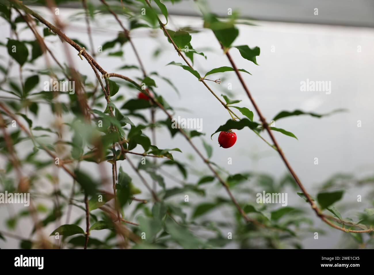 Beautiful Malpighia glabra plant growing in greenhouse, closeup Stock Photo