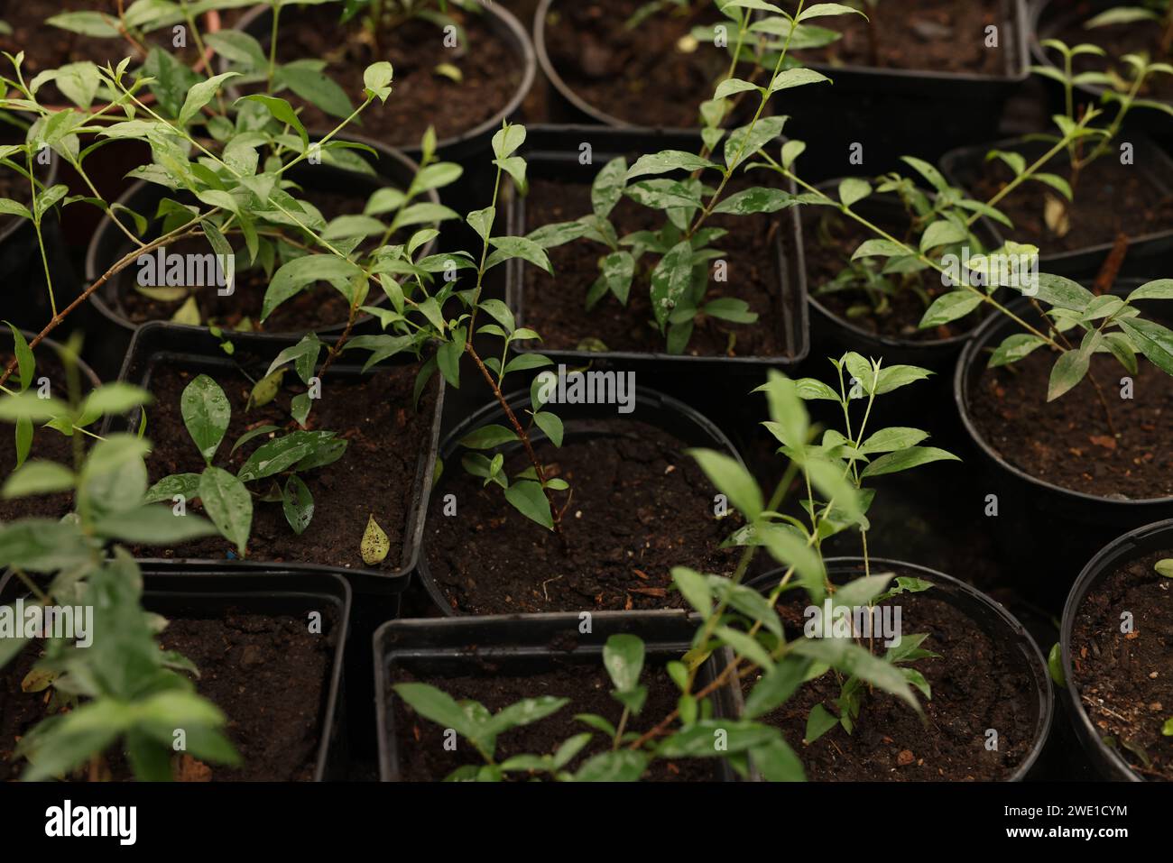 Potted Malpighia glabra plants growing in greenhouse Stock Photo