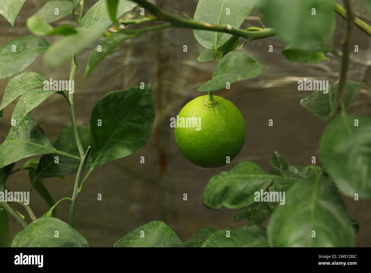 Lime tree indoors hi-res stock photography and images - Alamy