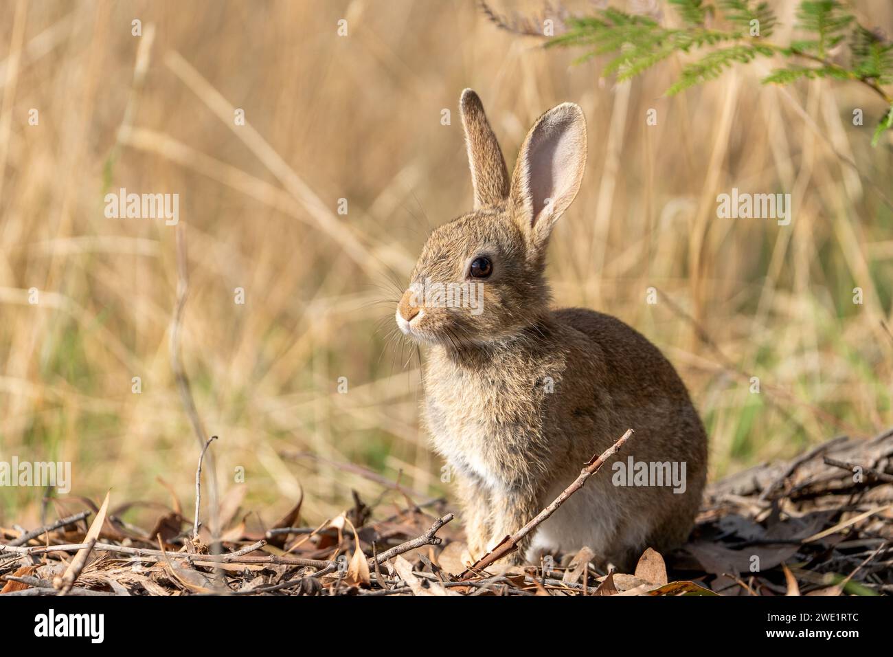 Cute wild rabbit sitting in dry grass Australia Stock Photo