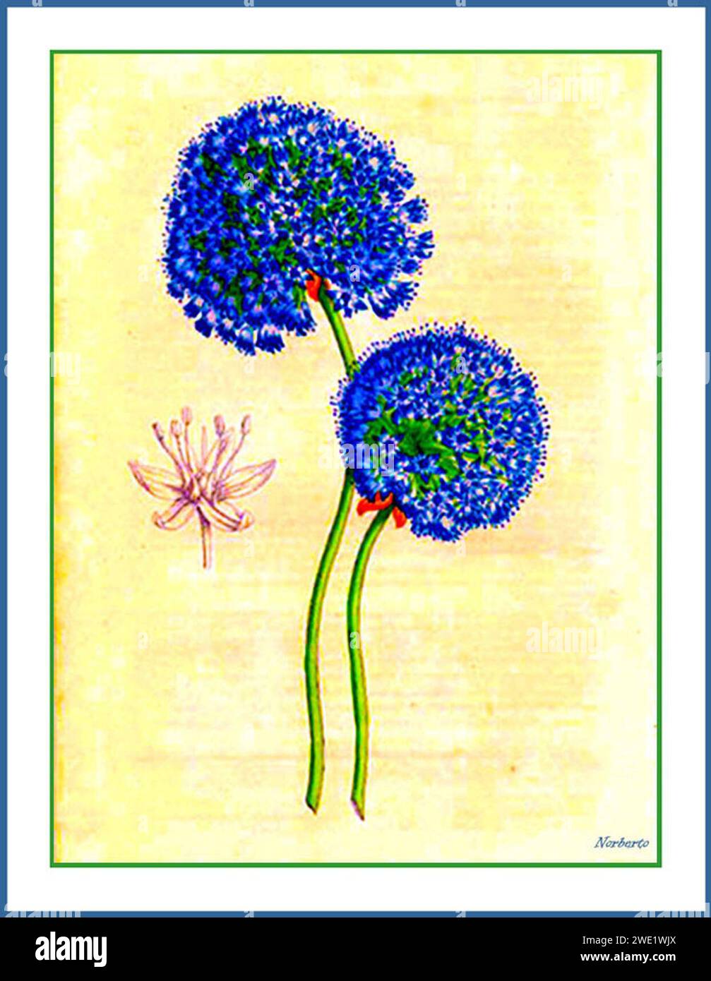 Allium caeruleum - Lemaire. Stock Photo