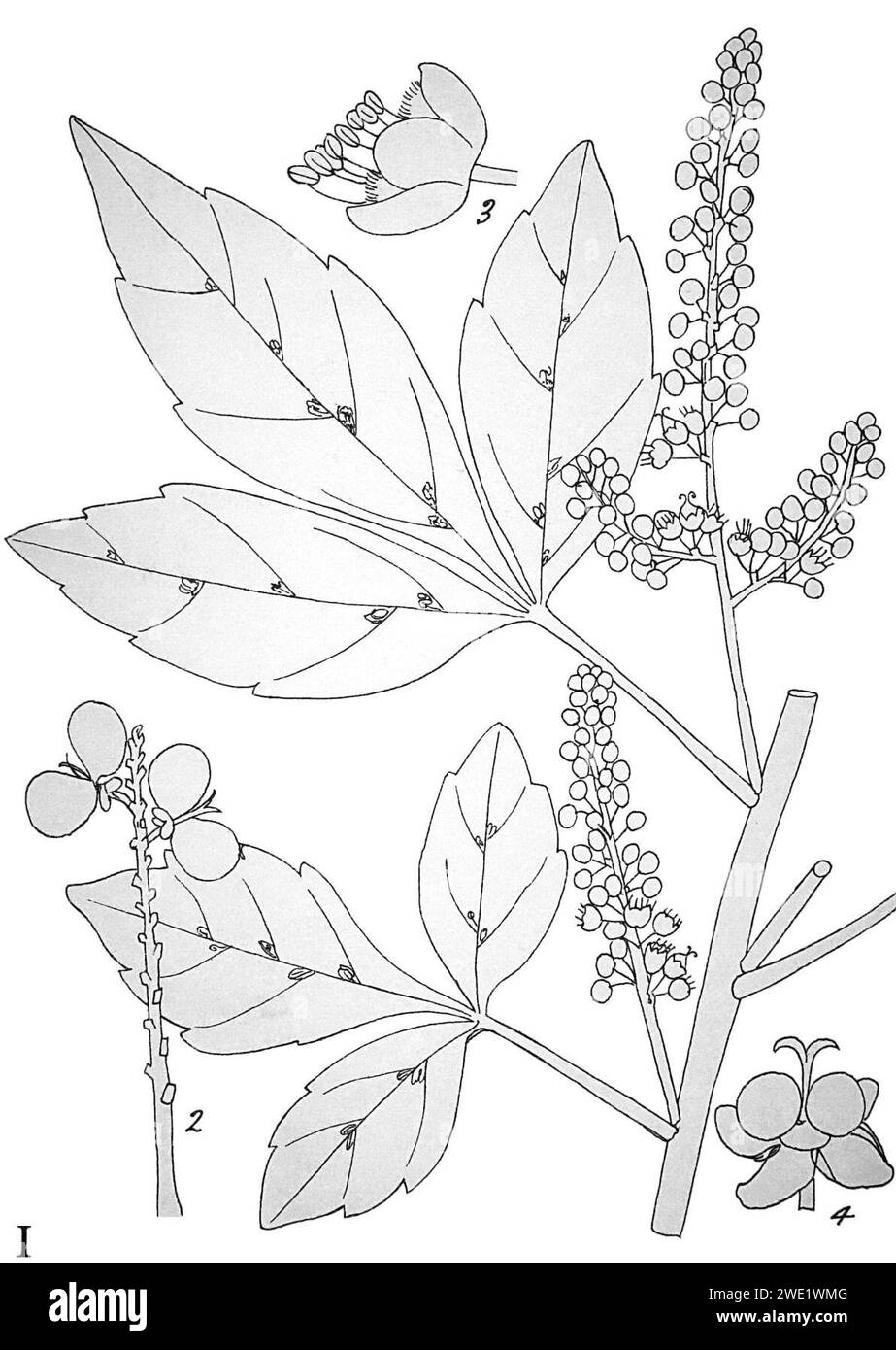 Allophylus decipiens02. Stock Photo