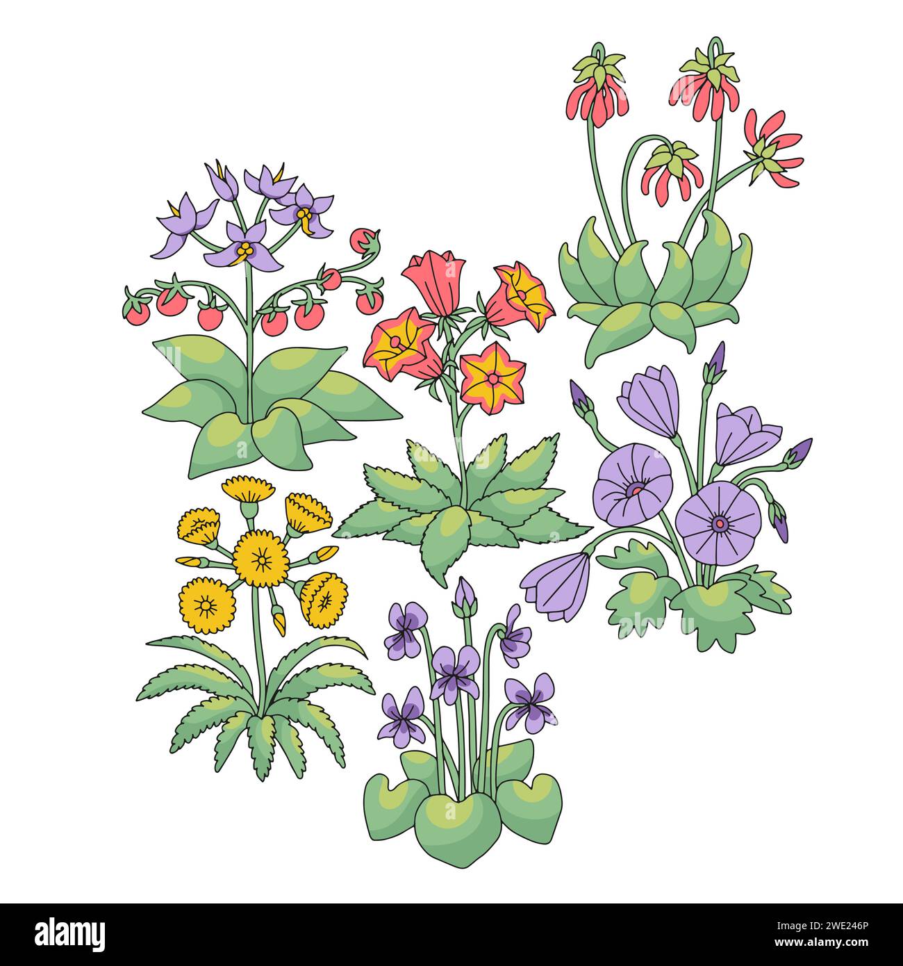 Flora of the canary islands Stock Vector Images - Alamy