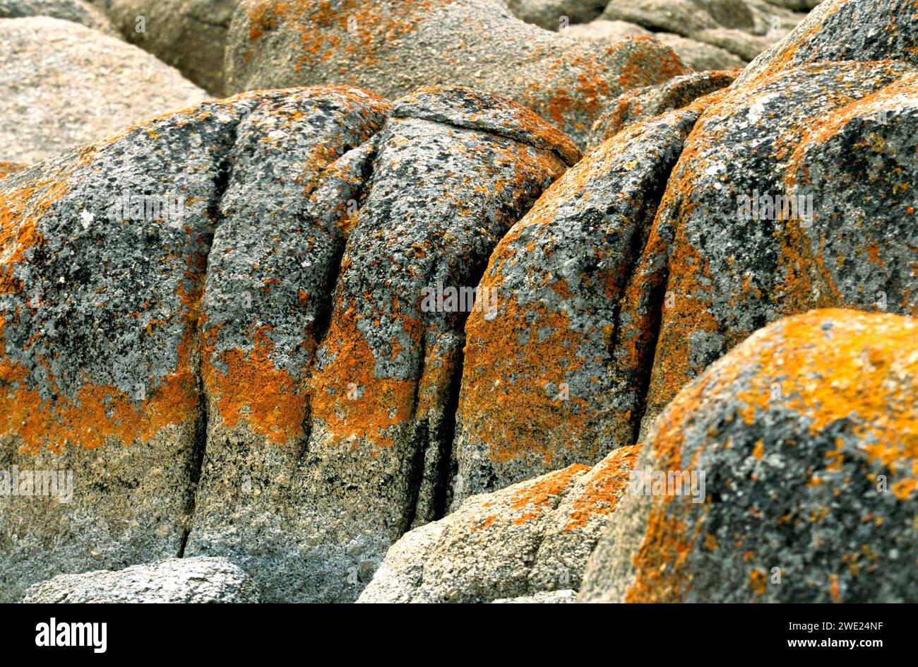 Coastal rocks covered with lichen, Tasmania, Australia Stock Photo