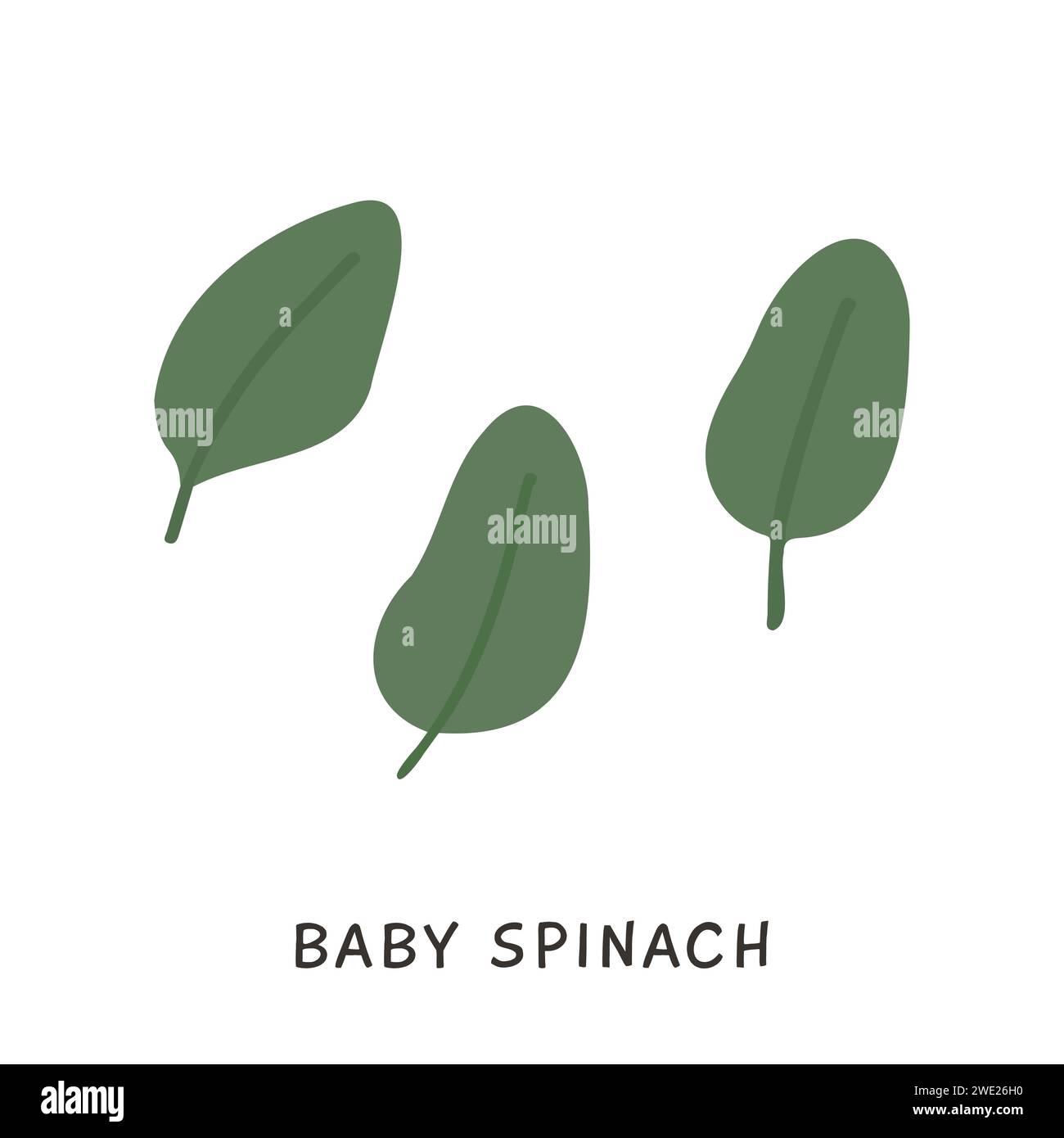 Baby Spinach fresh raw leaves isolated on white background. Healthy diet, vegetarian food. Green salad plant in flat style. Hand drawn element for coo Stock Vector