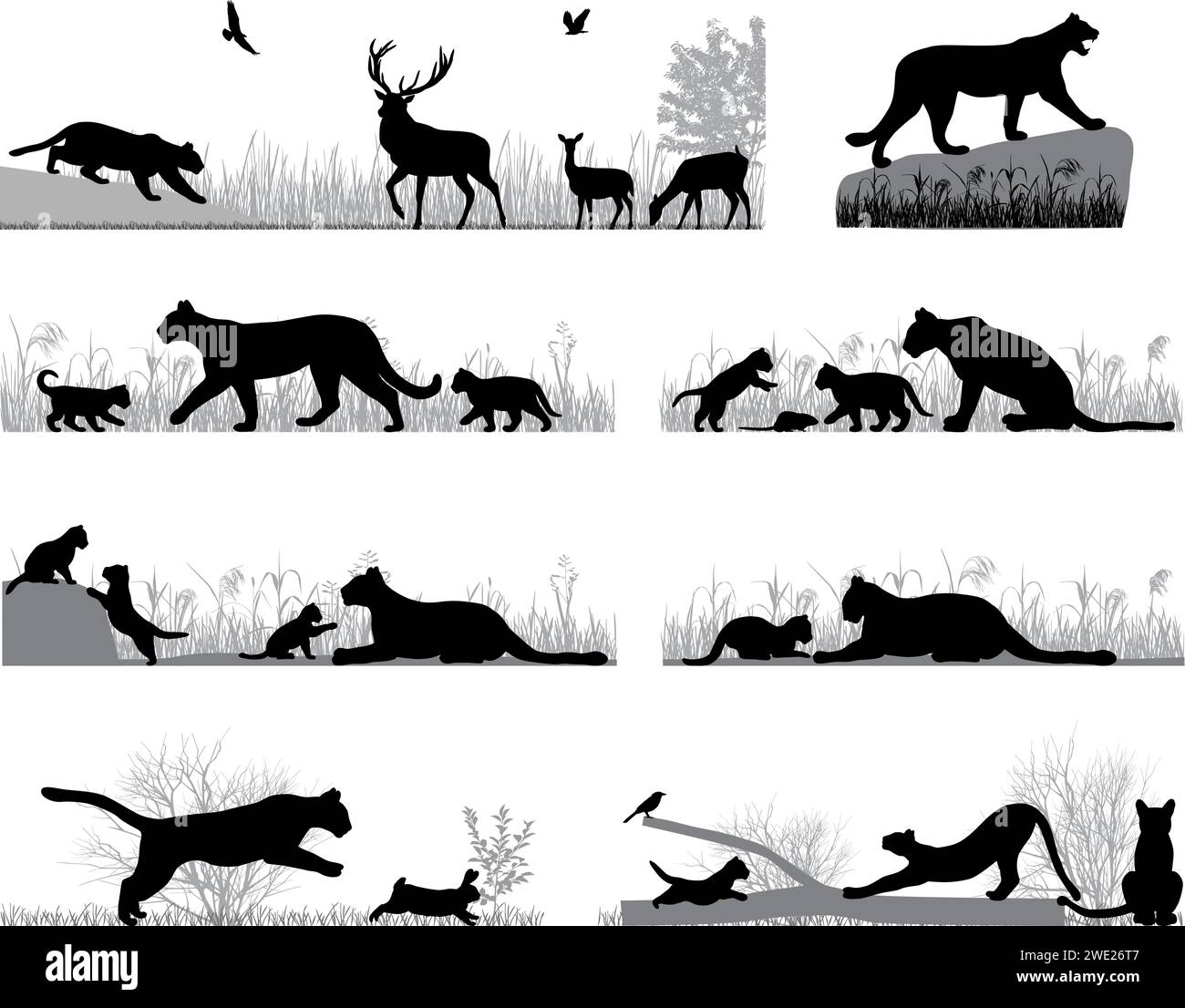 Silhouettes of cougars also named pumas or mountain lions and its cubs in wildlife and outdoors Stock Vector