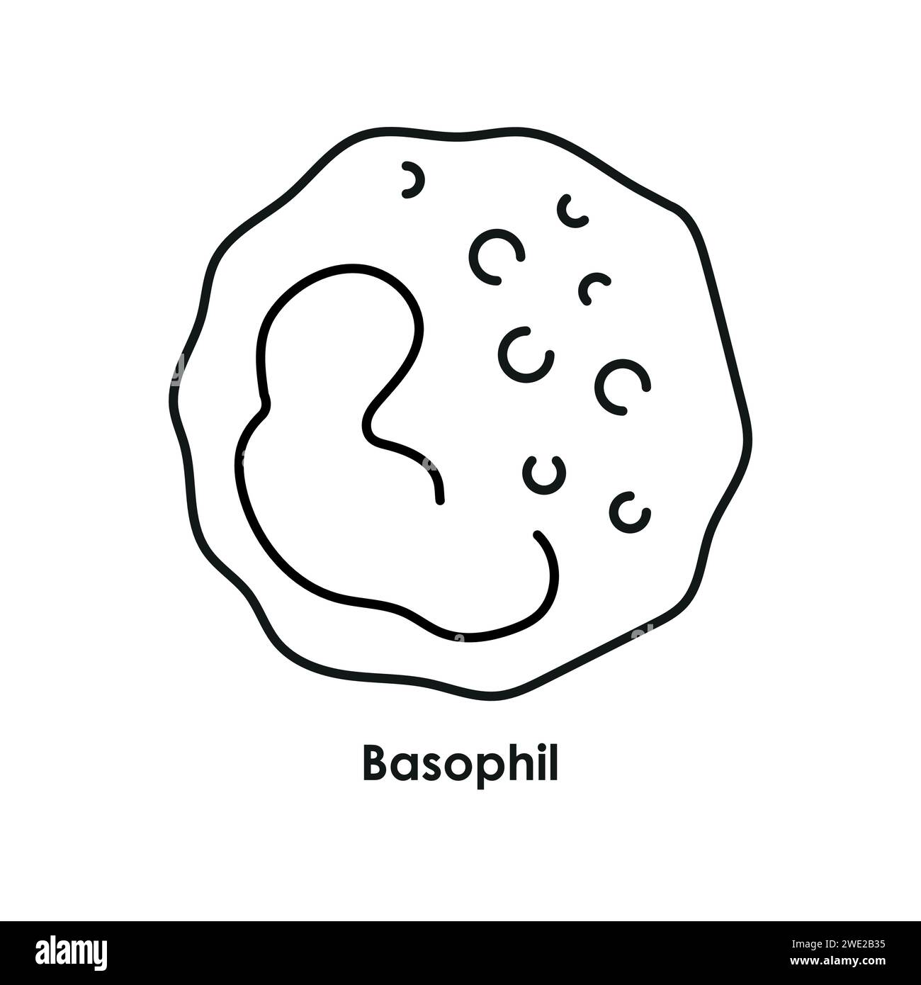 Basophil color icon. White blood cells in the blood vessels. Vector isolated illustration. Stock Vector
