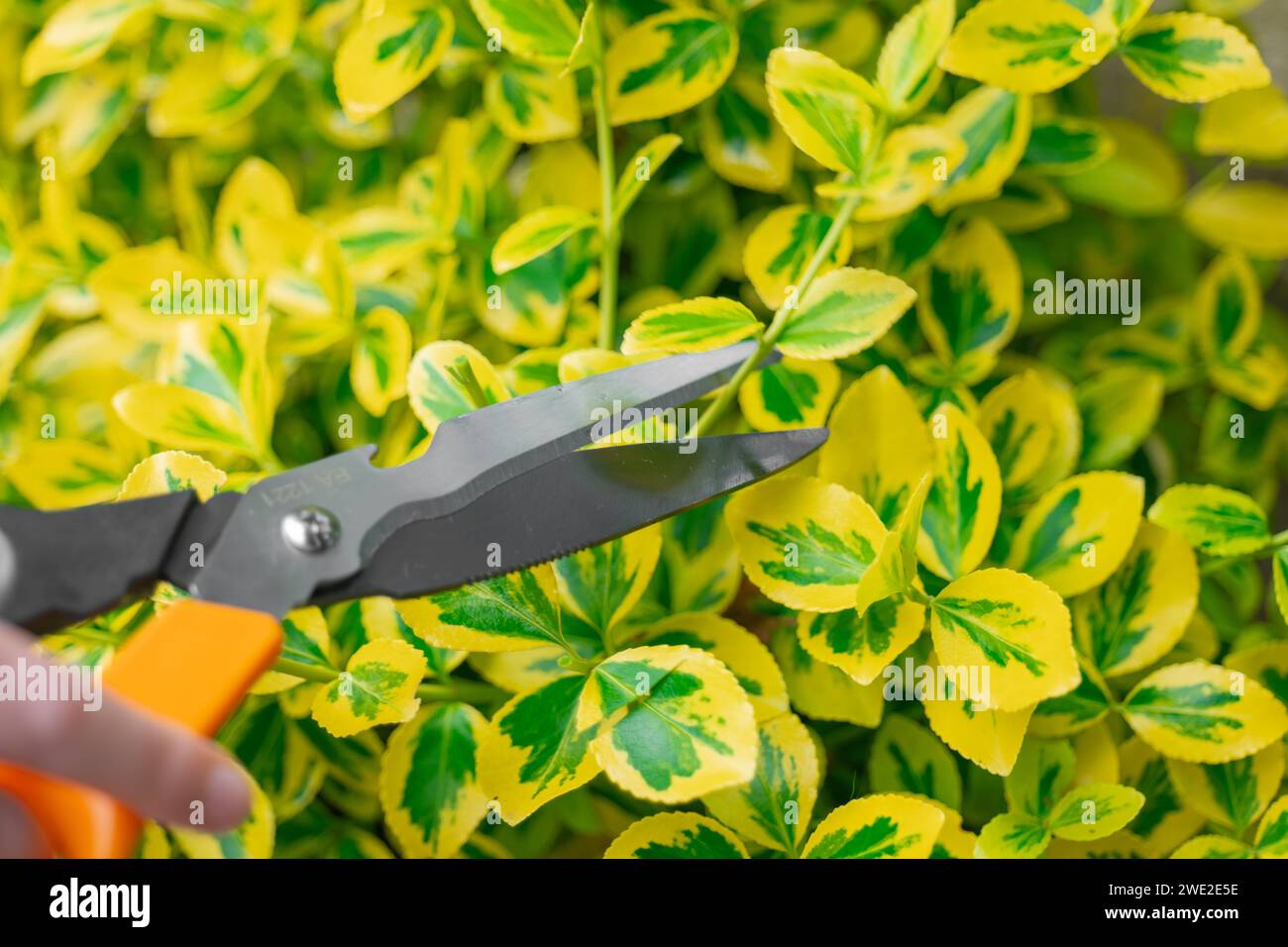 euonymus variegata . Euonymus pruning. Hands trim euonymus branches