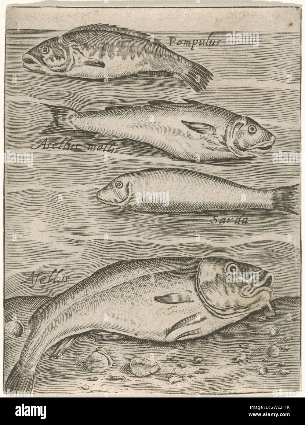 Study magazine with four fish, monogrammist P+P, After Crispijn van de Passe (I), 1574 - 1687 print Study magazine with four fish and their Latin name. unknown paper engraving Bony Fishes: Sarda. Bony Fishes: Pet. Bony Fishes: Asella. Bony Fishes: ASELLUS Stock Photo