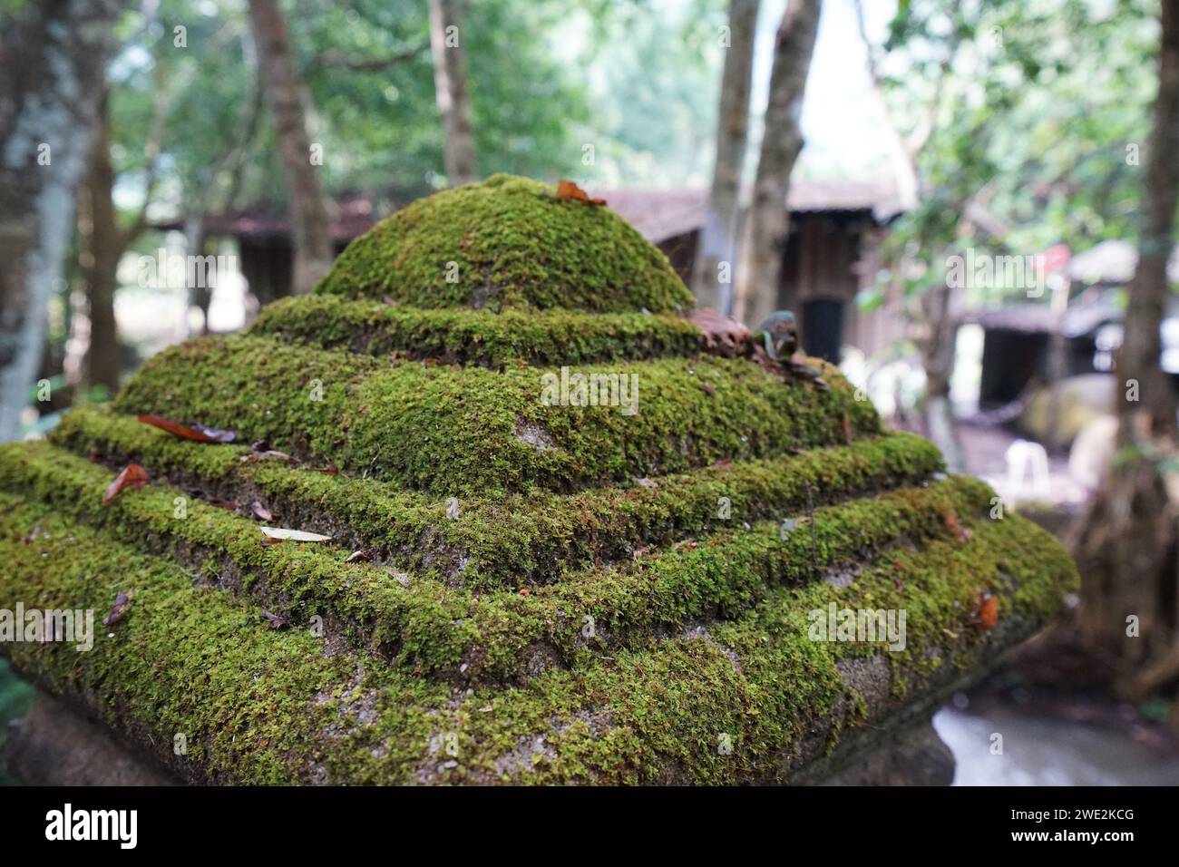 Close up green moss covered on old concrete cement pillar Stock Photo