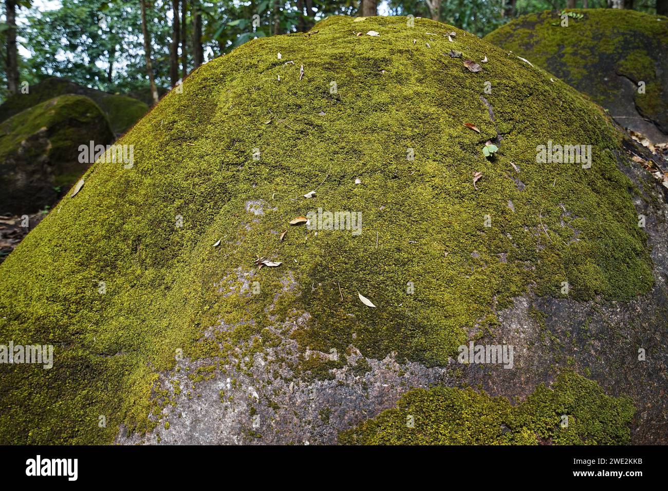 Close up natural green moss covered on giant granite rock Stock Photo