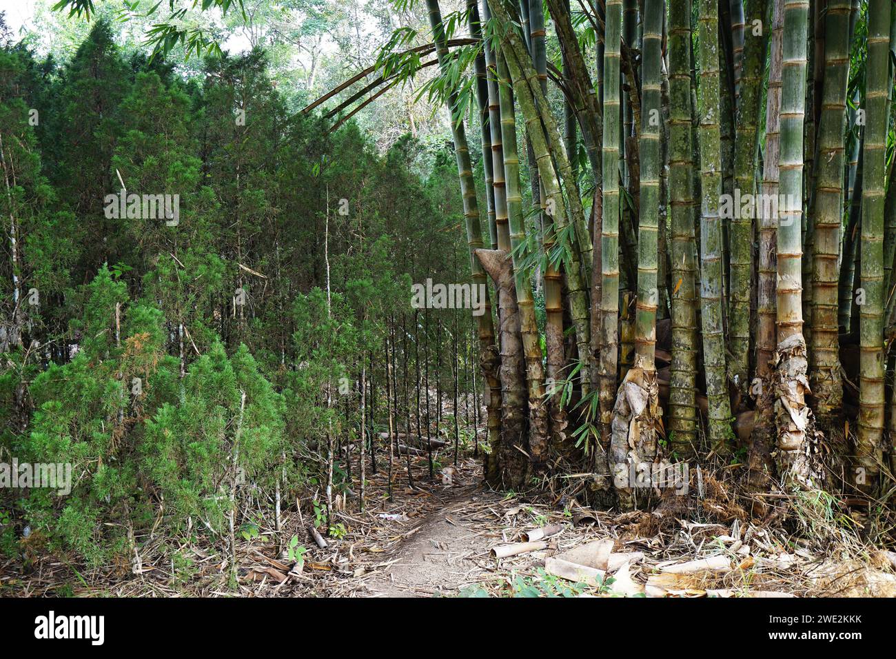 Green tropical bamboo groove forest Stock Photo